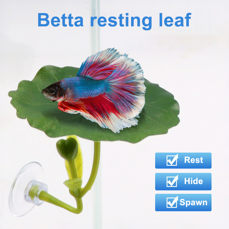 Planted Aquarium For Betta - 베타 물고기를 위한 녹색 잎 모양