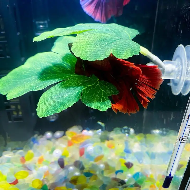 Planted Aquarium For Betta - 베타 물고기 잎 모양 해먹 수족관