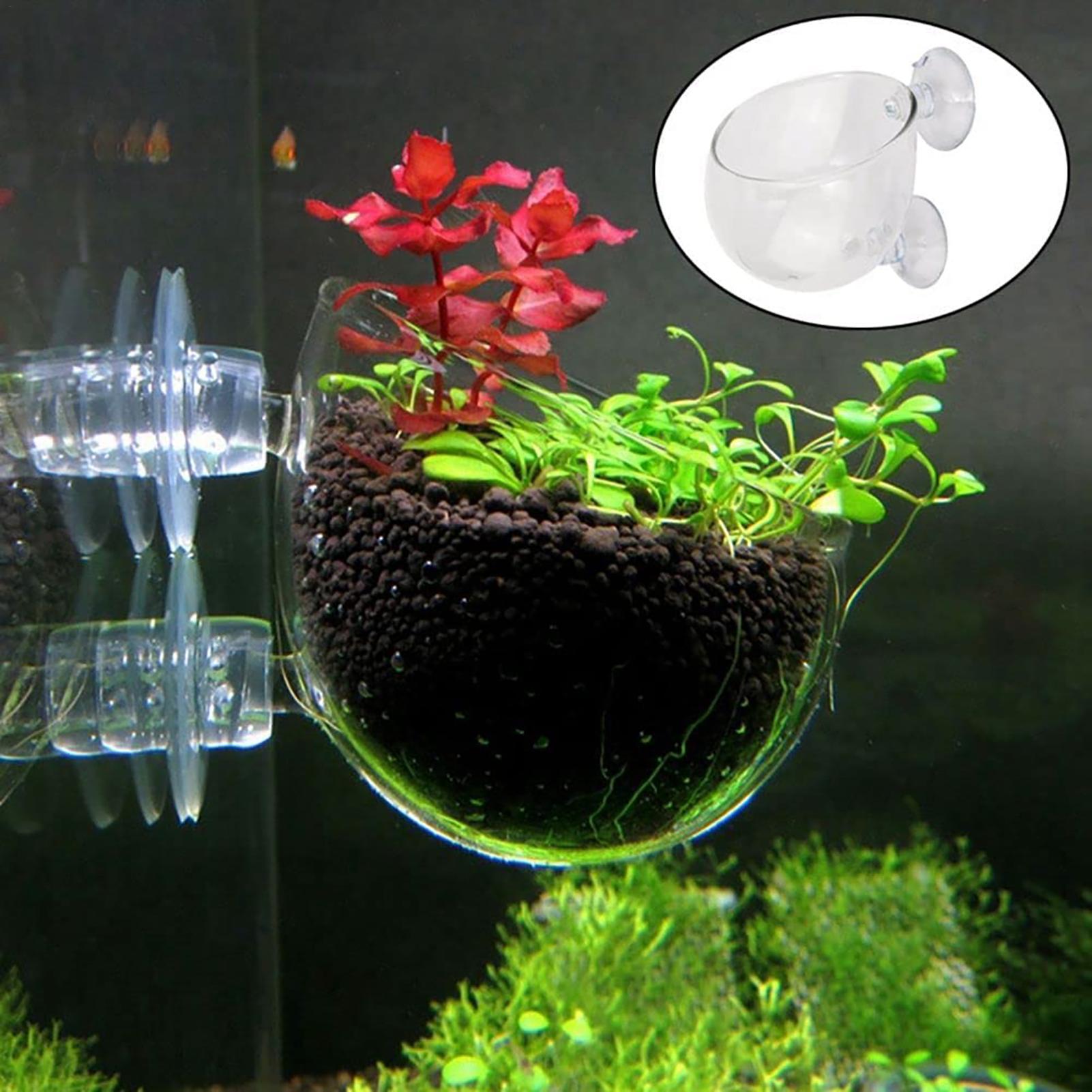 수족관 식물 냄비 유리 실린더 컵 수생 식물 씨앗을 재 - Aquarium Plant Seeds 리뷰 및 가격