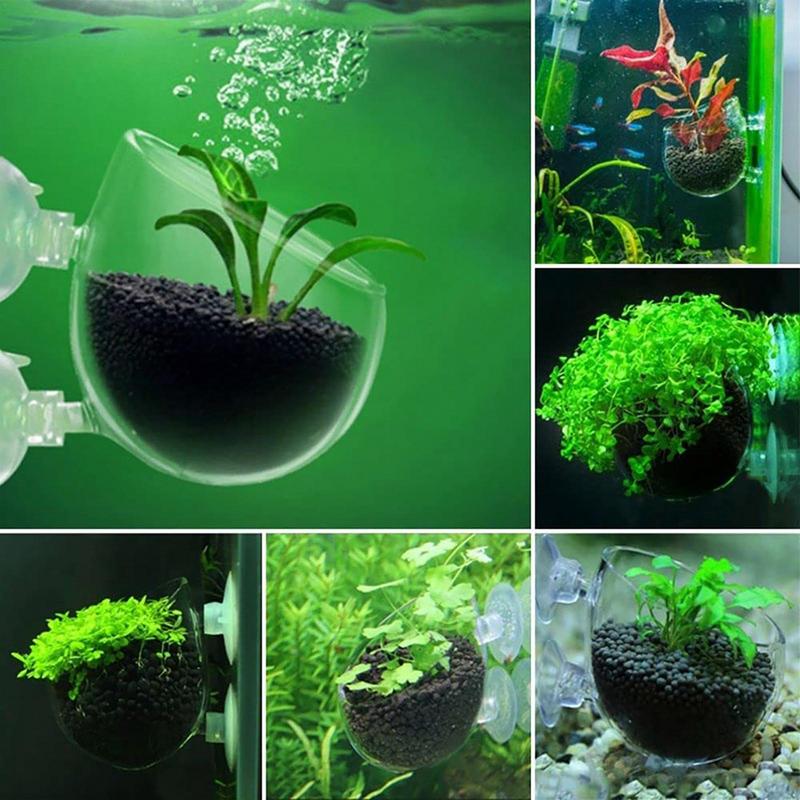수족관 식물 화분 유리 실린더 컵, 빨판 포함, 수생  - Aquarium Plant Seeds 리뷰 및 가격