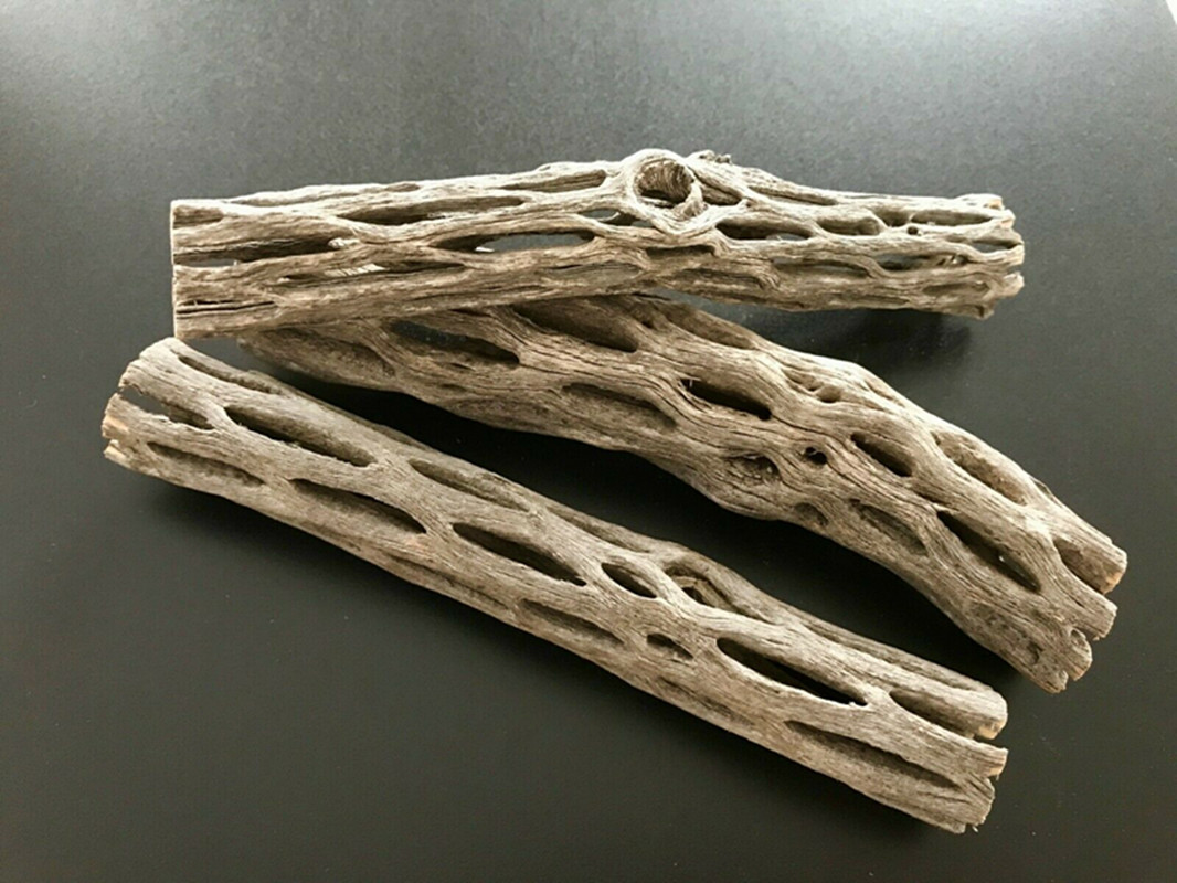 유기 및 천연 수족관 전라 선인장 나무 새우 둥지 하우 - Aquarium Plant Seeds 리뷰 및 가격
